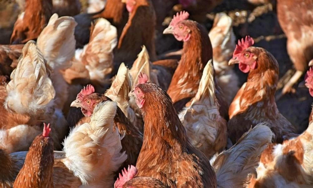 Ιδιοκτήτης πτηνοτροφείου σε αμόκ στην Ινδία: Ο DJ μου σκότωσε τις κότες!